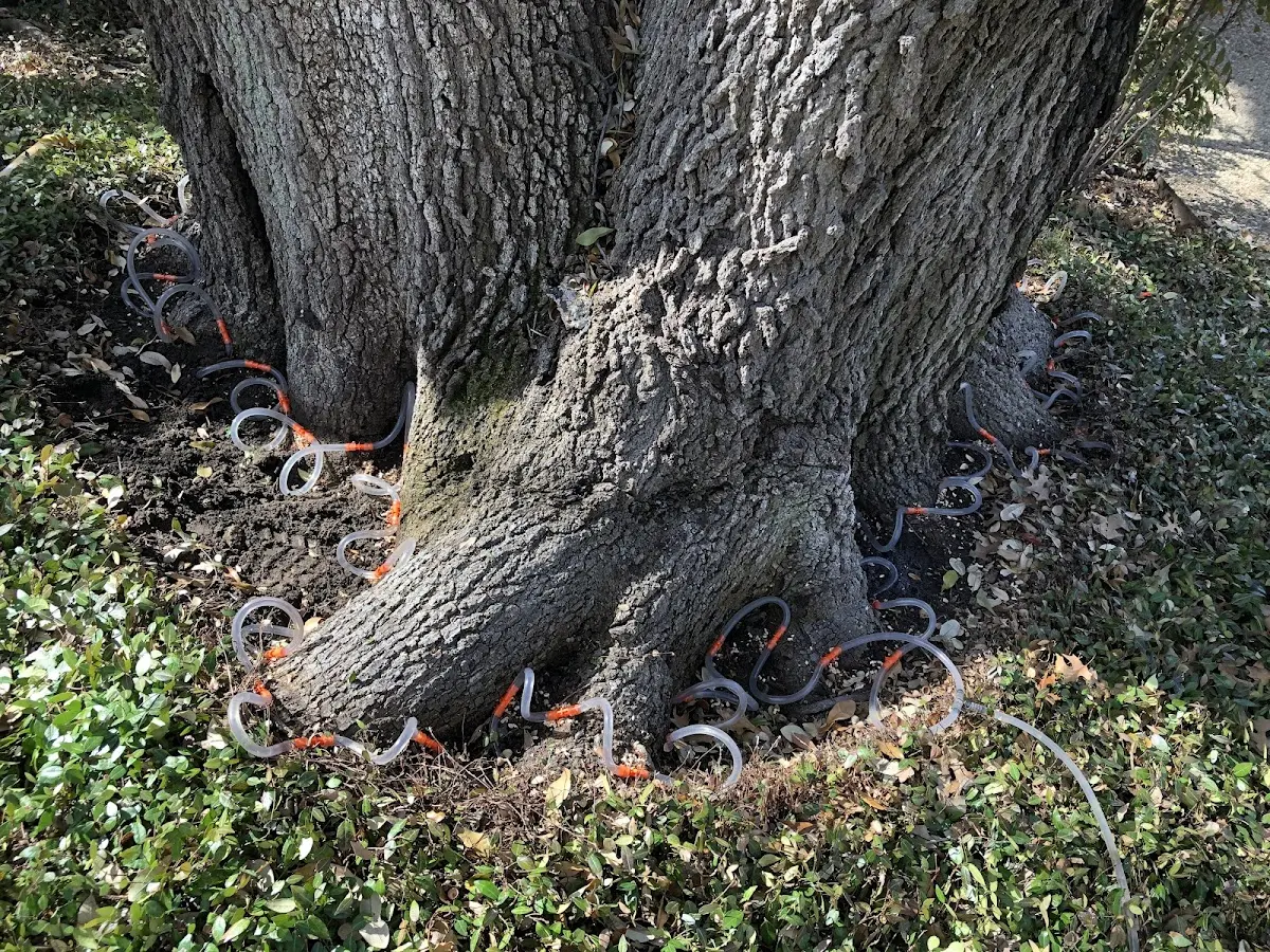 Detailed Tree Cabling and Bracing job site in Washington Mills