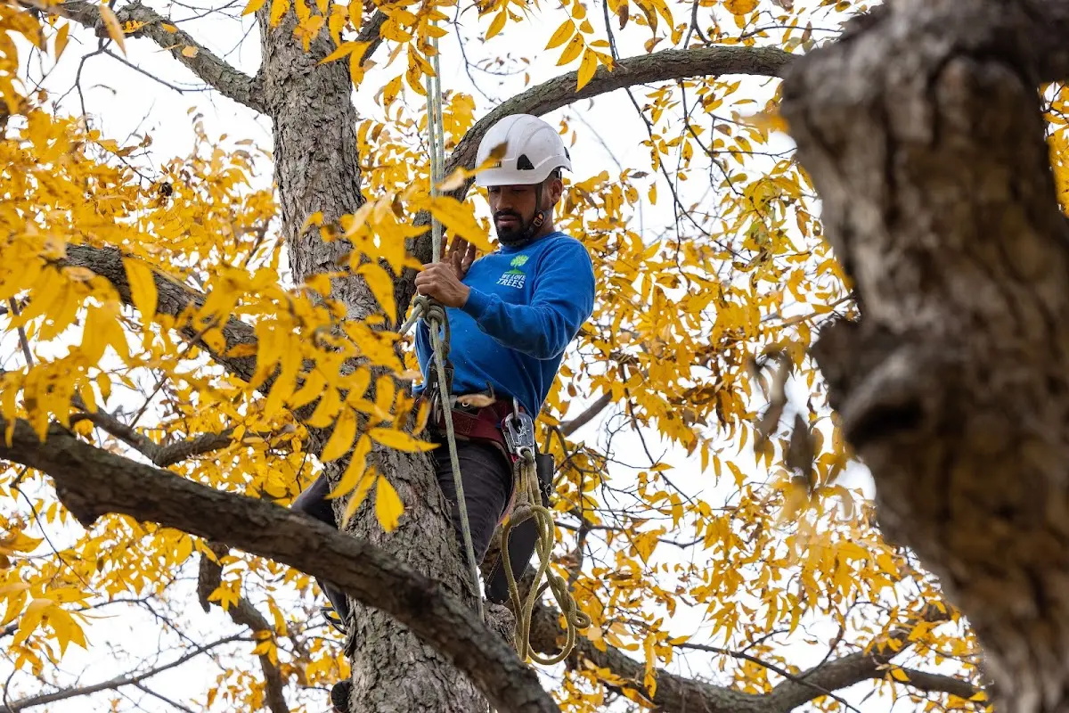 Skilled Tree Pruning crew working in Washington Mills