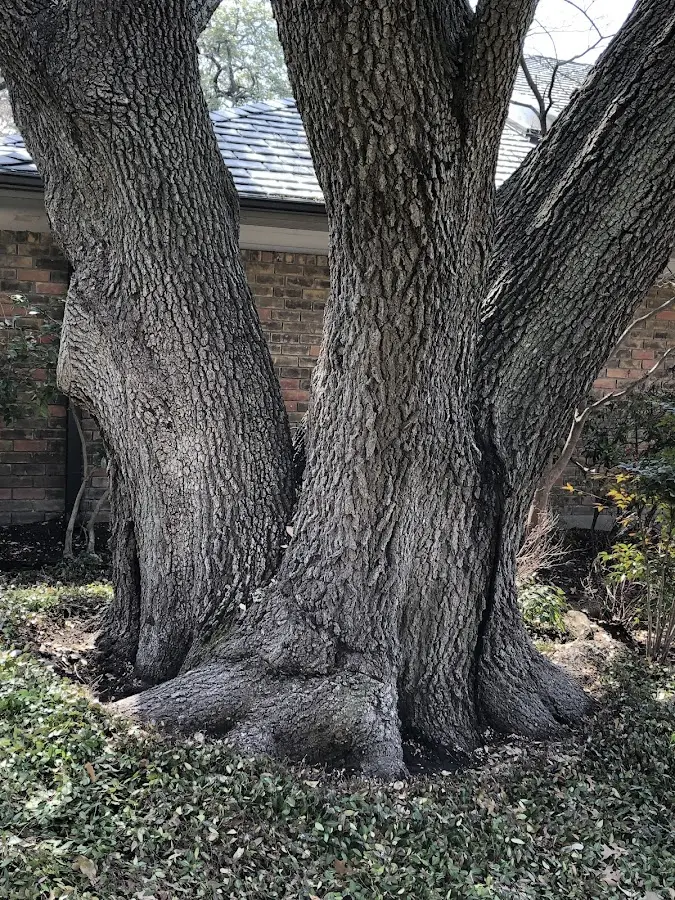 Mature heritage tree close to a Washington Mills property cared for by certified arborists